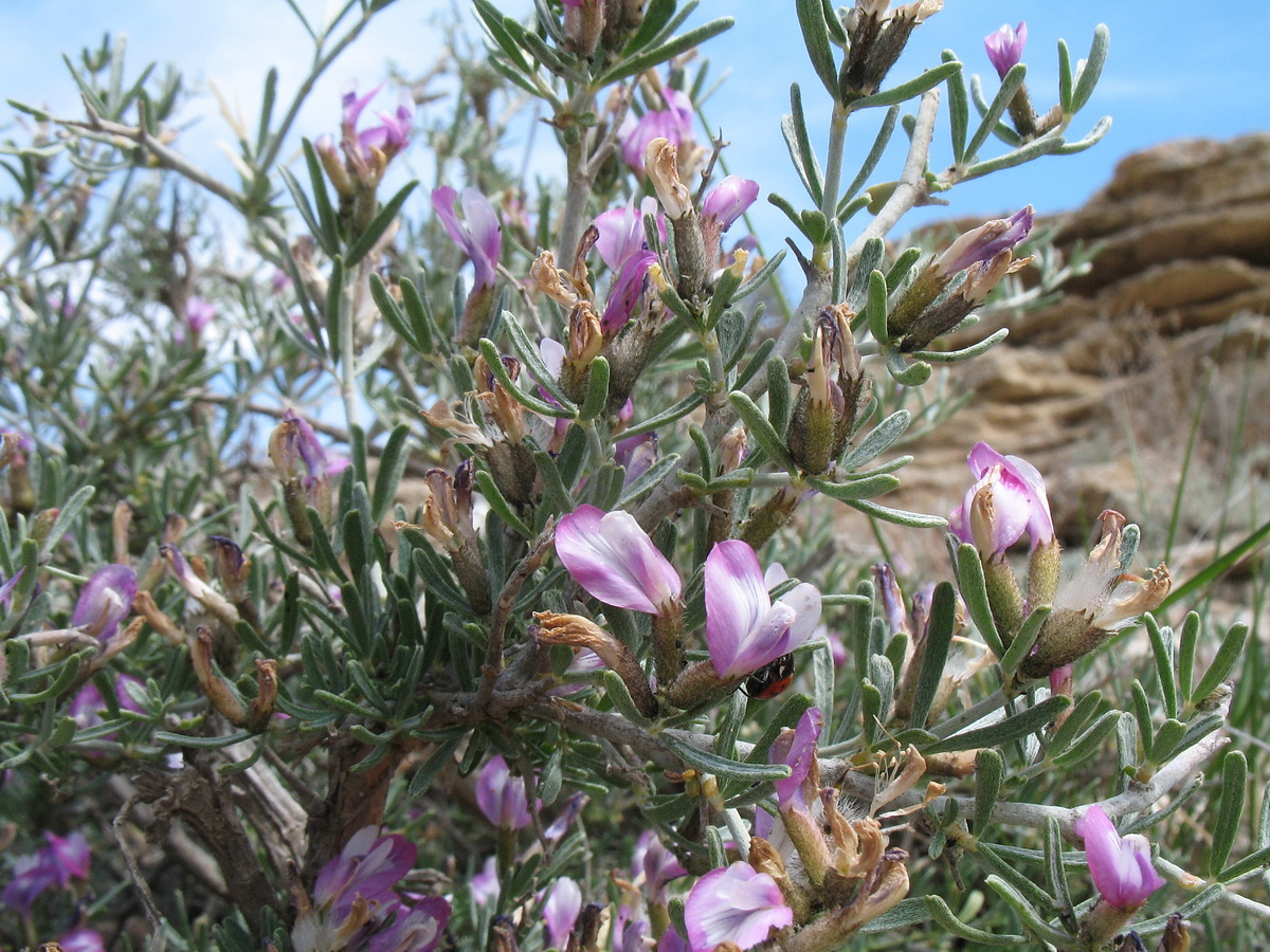 Изображение особи Astragalus turcomanicus.