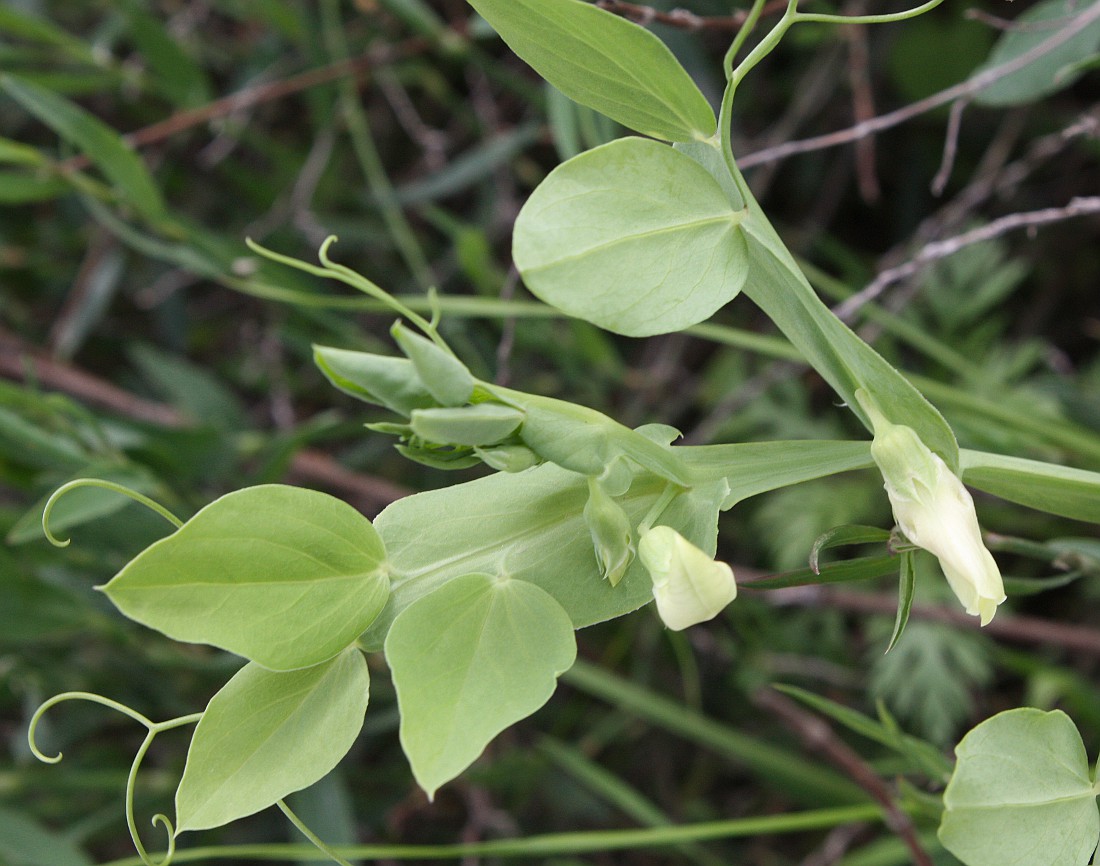 Image of Lathyrus ochrus specimen.