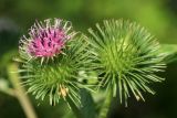 Arctium lappa