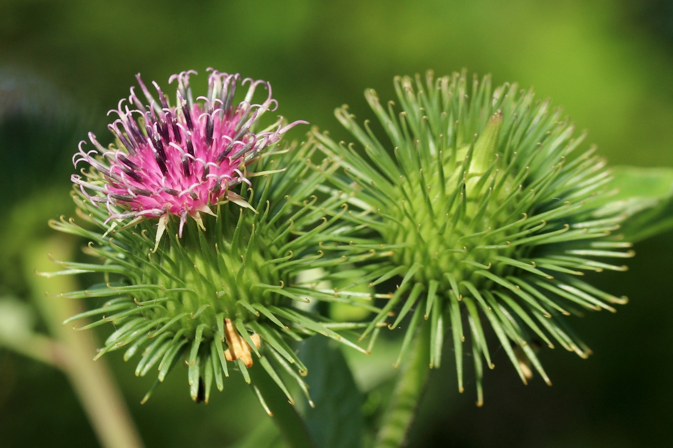 Image of Arctium lappa specimen.