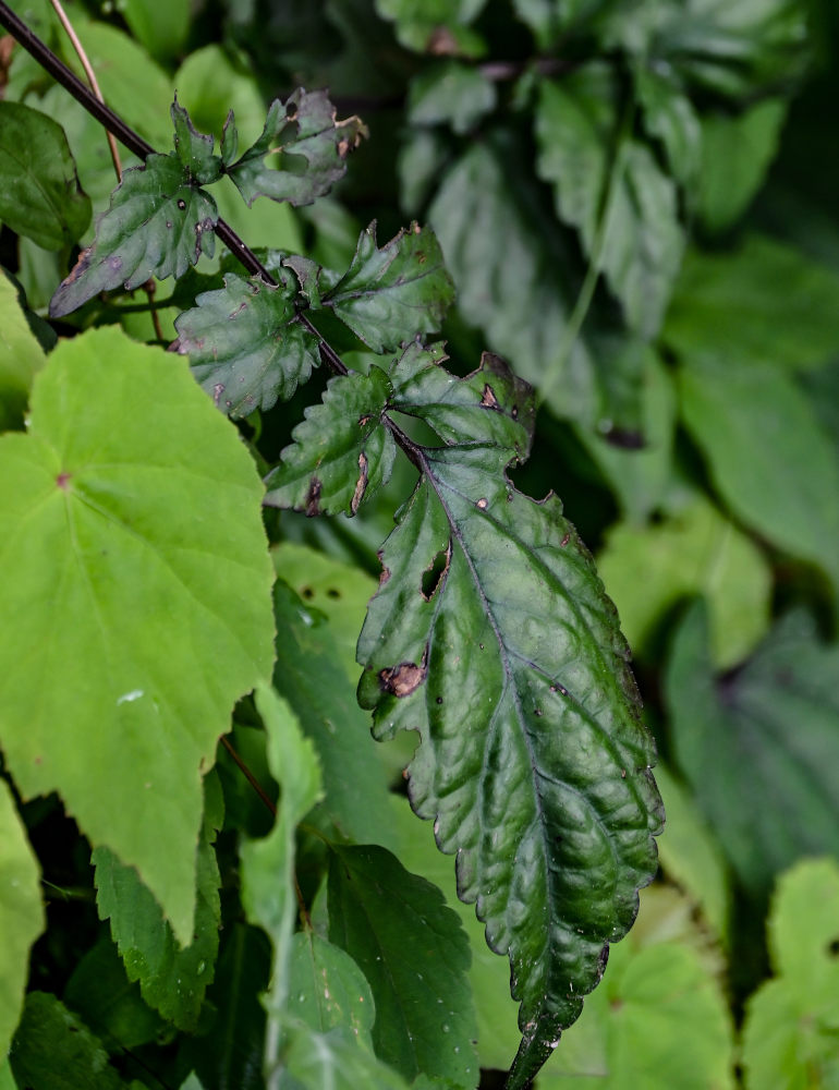 Image of Salvia chinensis specimen.