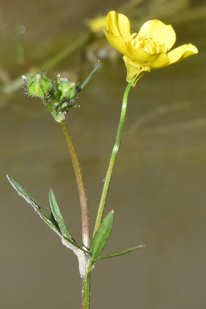 Image of genus Ranunculus specimen.