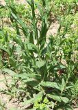 Camelina sylvestris
