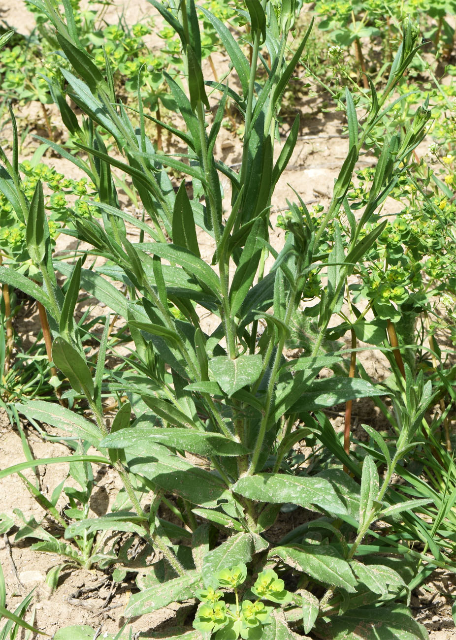 Image of Camelina sylvestris specimen.