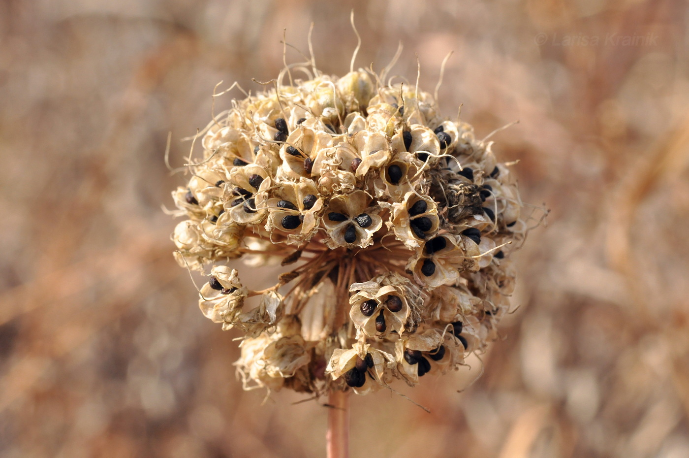 Изображение особи Allium sacculiferum.