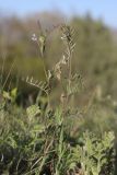 View full-size image Vicia hirsuta