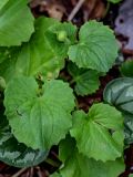 View full-size image Doronicum orientale