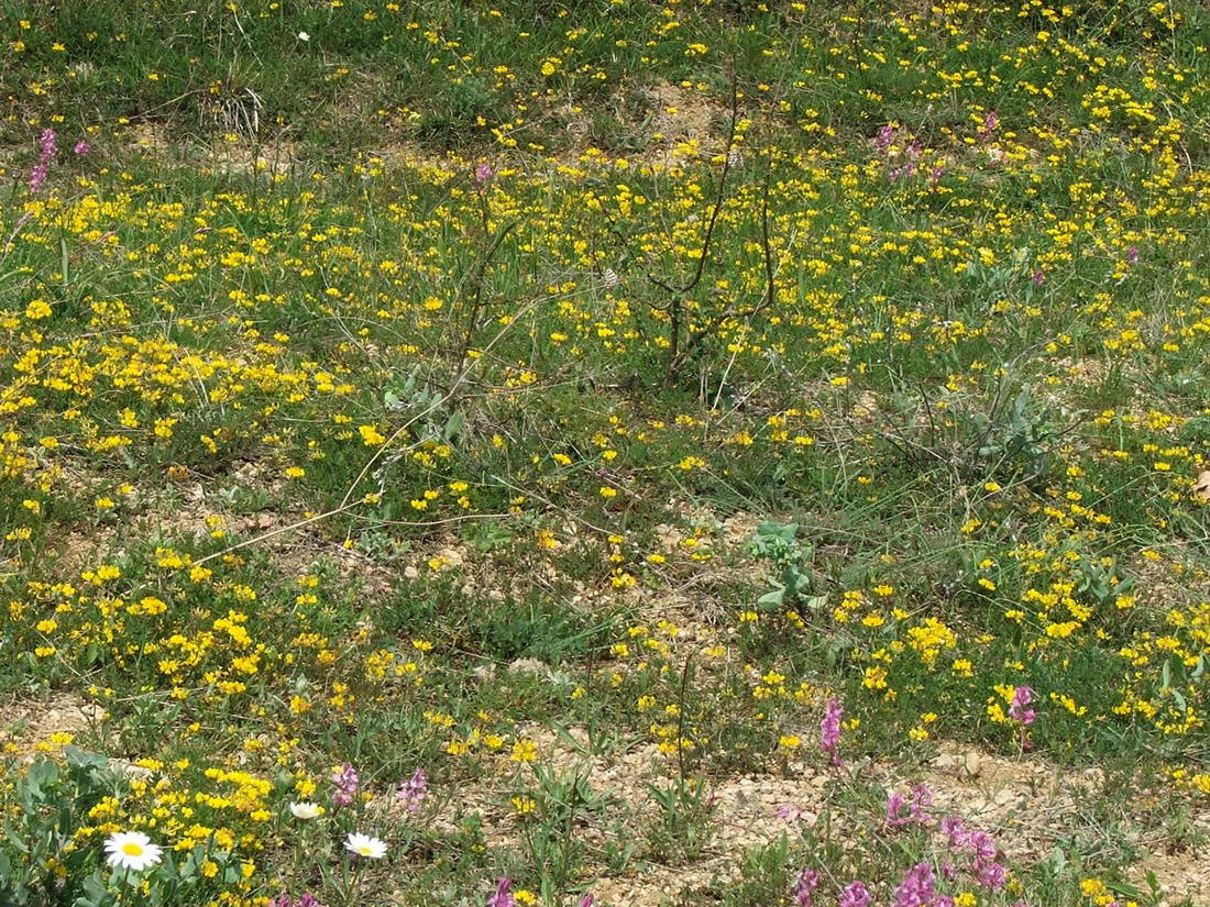 Image of Hippocrepis comosa specimen.