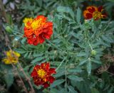 Смотреть изображение Tagetes patula