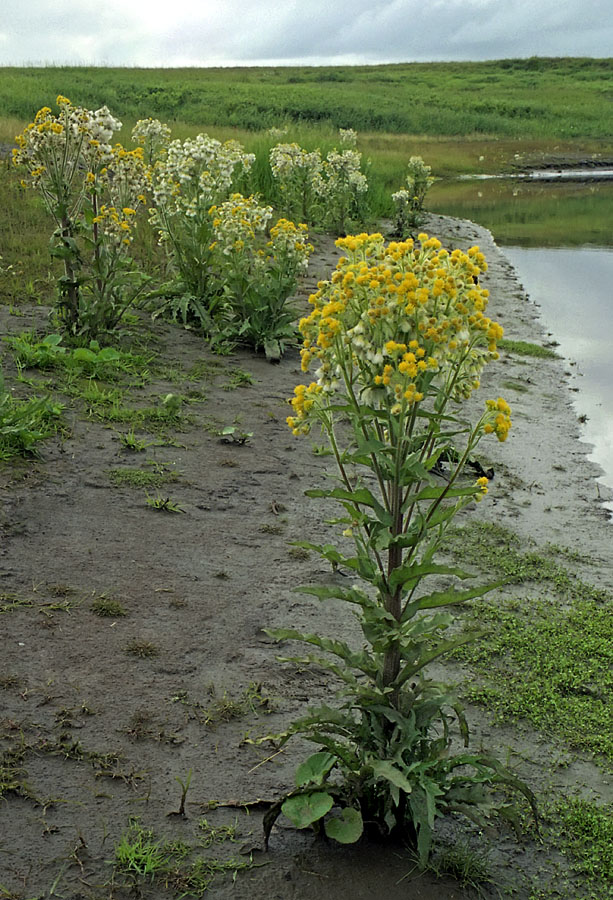 Изображение особи Tephroseris palustris.