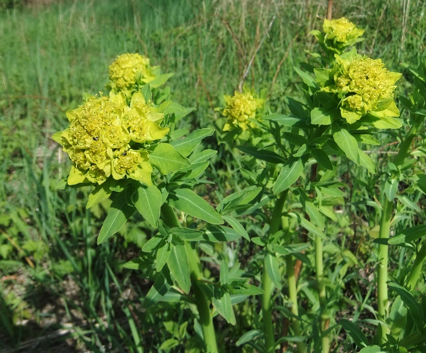 Image of Euphorbia procera specimen.