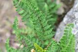 View full-size image Paragymnopteris marantae