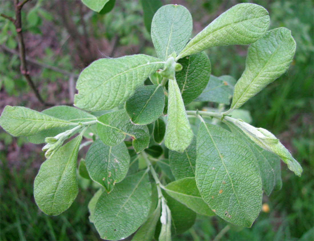 Image of Salix cinerea specimen.