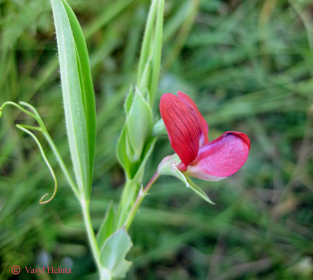 Изображение особи Lathyrus cicera.