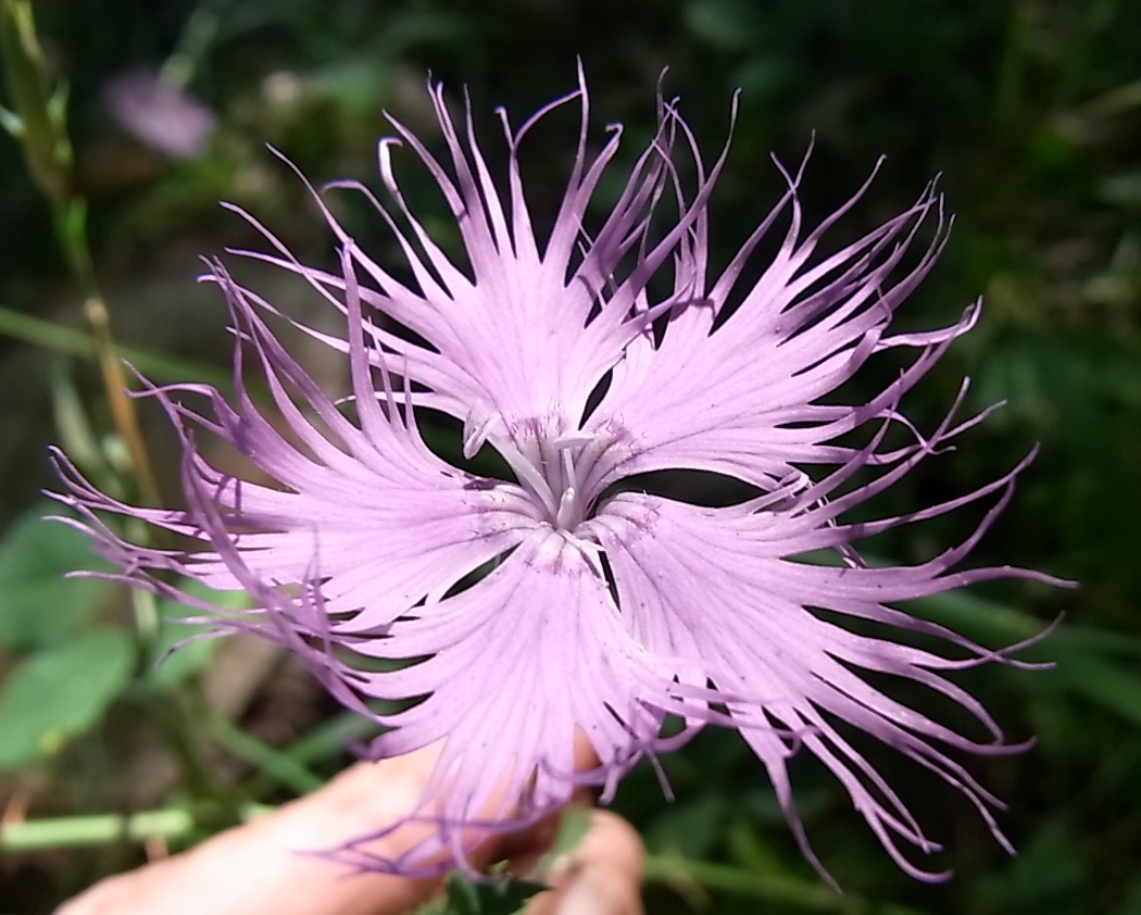 Изображение особи род Dianthus.