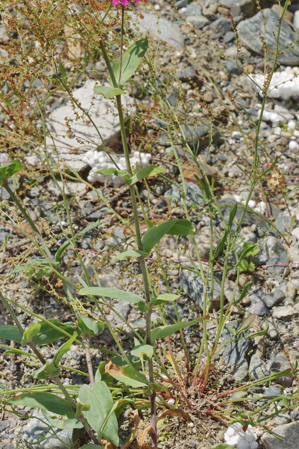 Image of Silene compacta specimen.