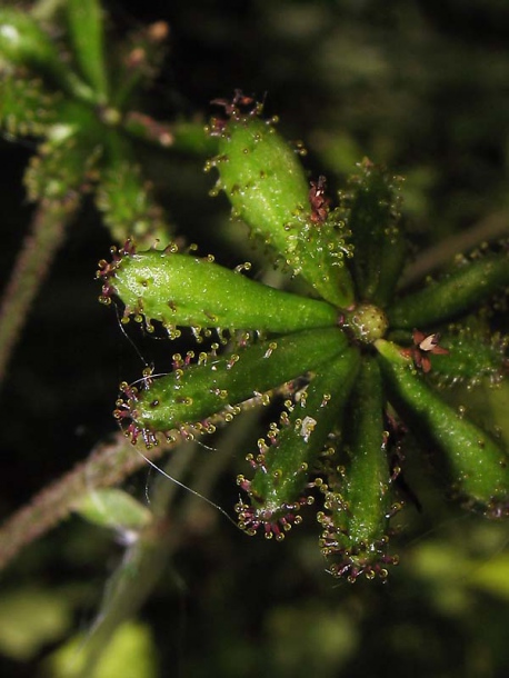 Image of Adenocaulon adhaerescens specimen.