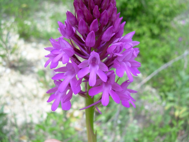 Изображение особи Anacamptis pyramidalis.