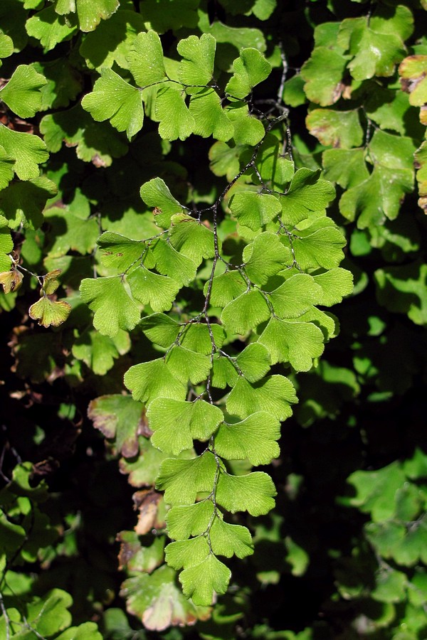 Image of Adiantum capillus-veneris specimen.