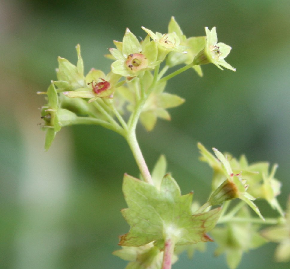 Изображение особи Alchemilla murbeckiana.