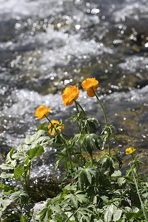 Image of Trollius altaicus specimen.