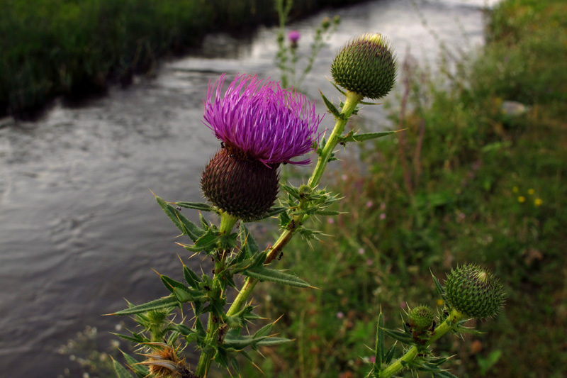 Image of Cirsium ukranicum specimen.