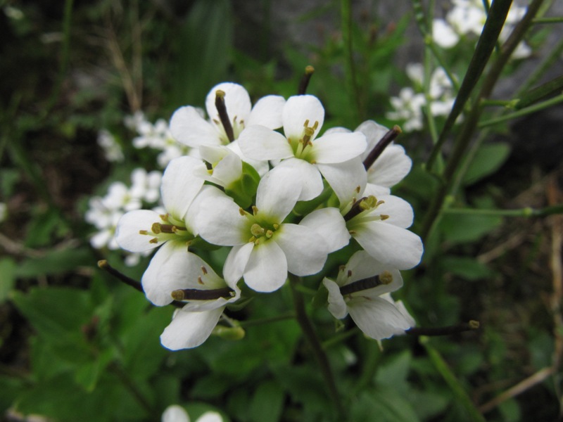 Image of Arabis alpina specimen.