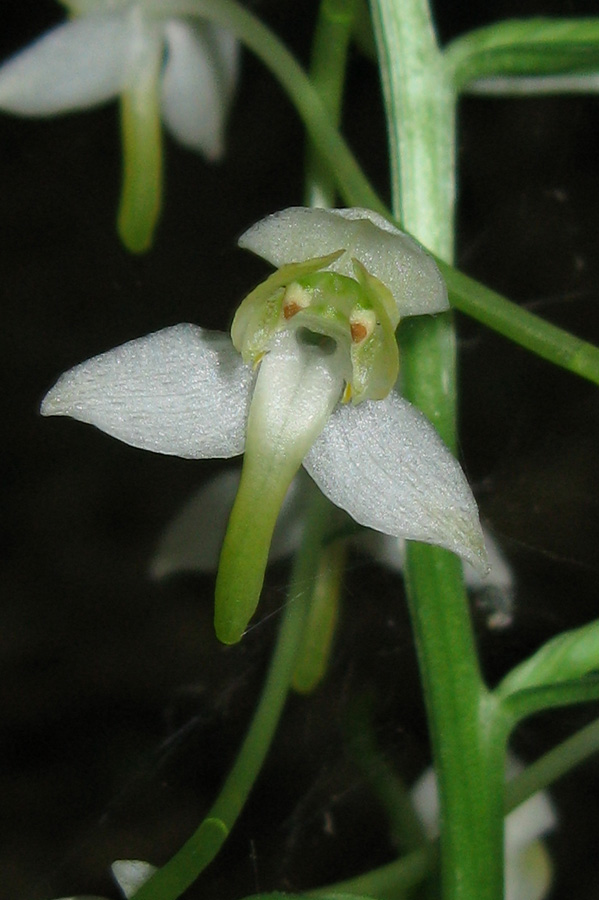 Image of Platanthera chlorantha specimen.