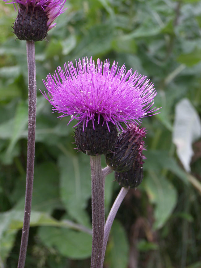 Изображение особи Cirsium dealbatum.