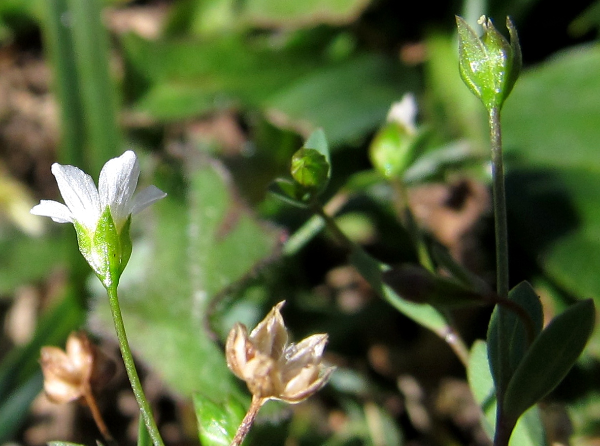 Изображение особи Linum catharticum.