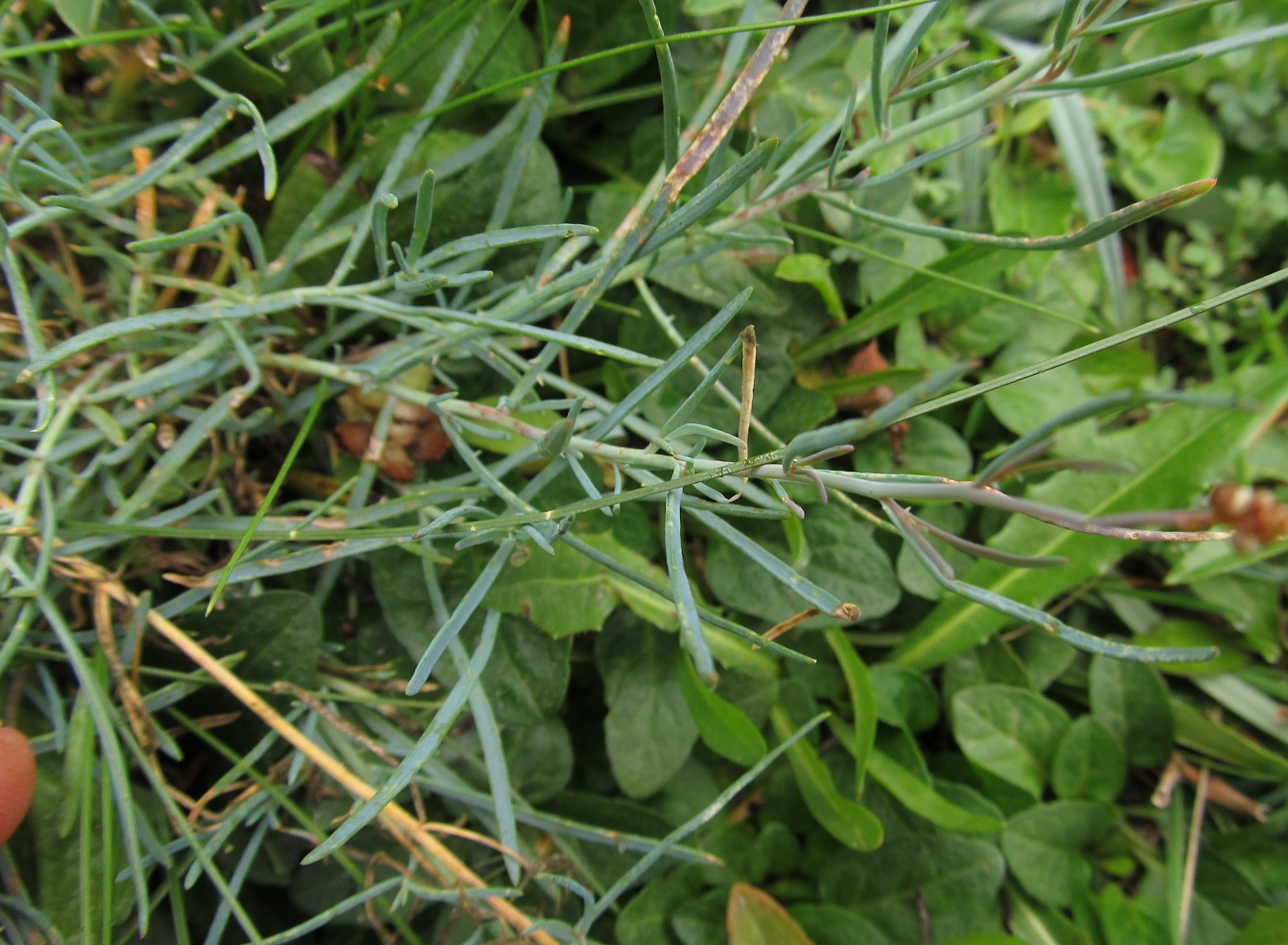 Изображение особи Reseda glauca.