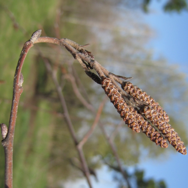 Image of Alnus incana specimen.