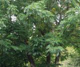 Pterocarya fraxinifolia. Нижняя часть кроны взрослого дерева. Германия, г. Кемпен, в культуре. 21.09.2012.