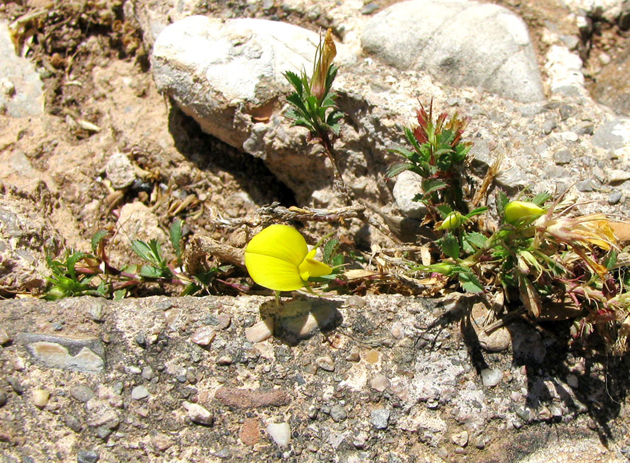 Image of Ononis minutissima specimen.