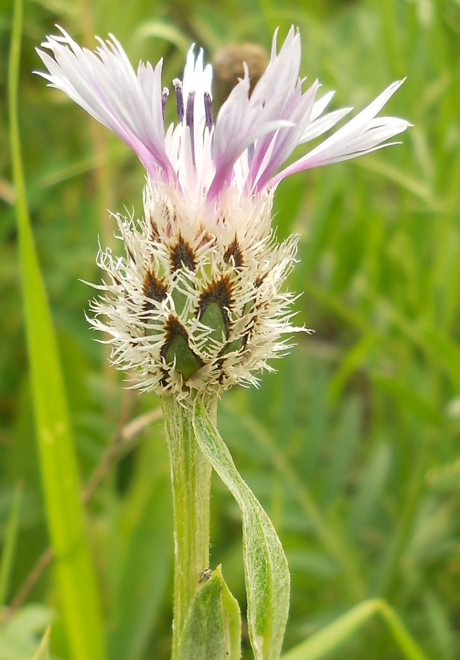 Image of genus Centaurea specimen.