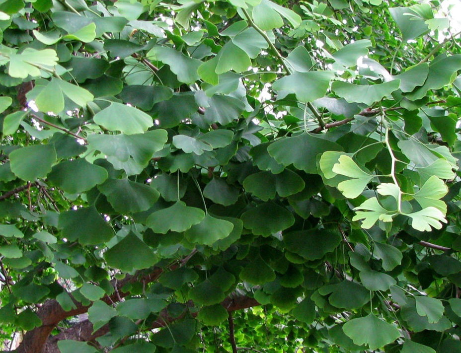 Image of Ginkgo biloba specimen.