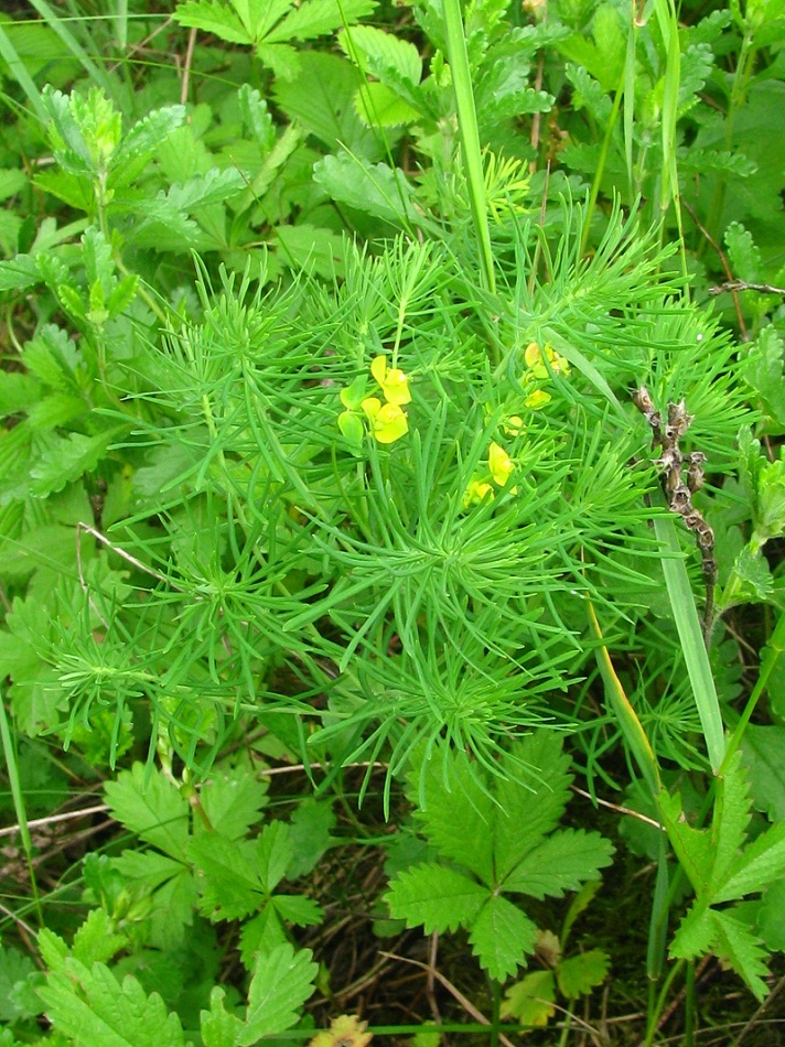 Image of Euphorbia cyparissias specimen.