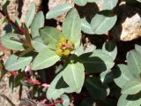 Euphorbia monocyathium