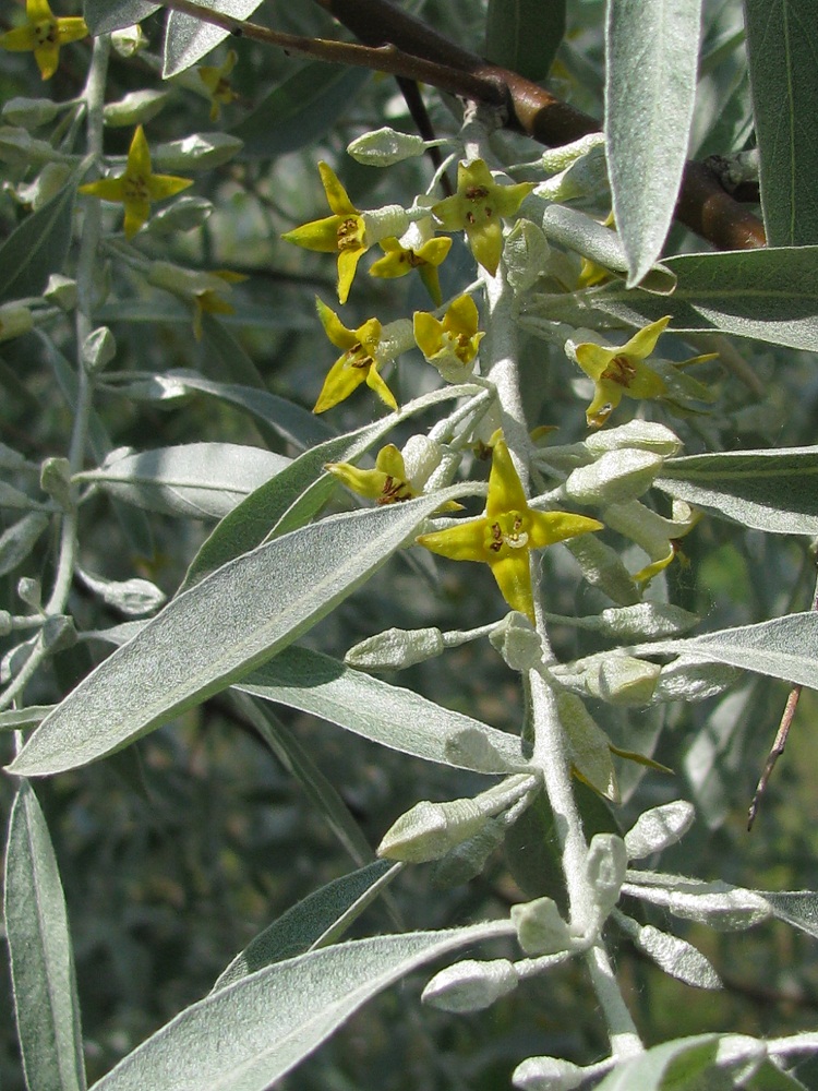 Image of Elaeagnus angustifolia specimen.