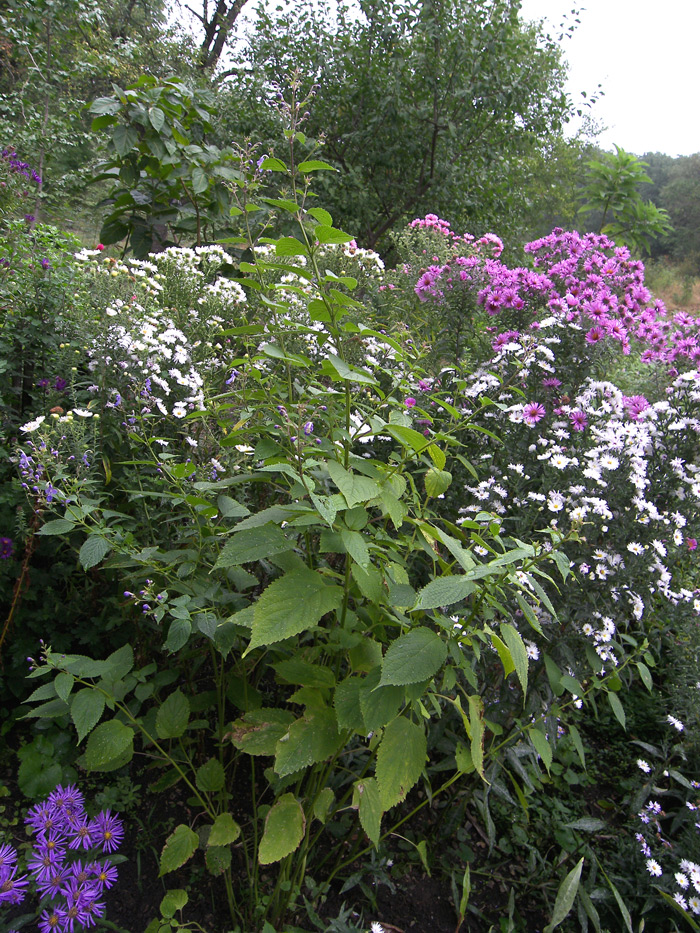 Image of Caryopteris divaricata specimen.