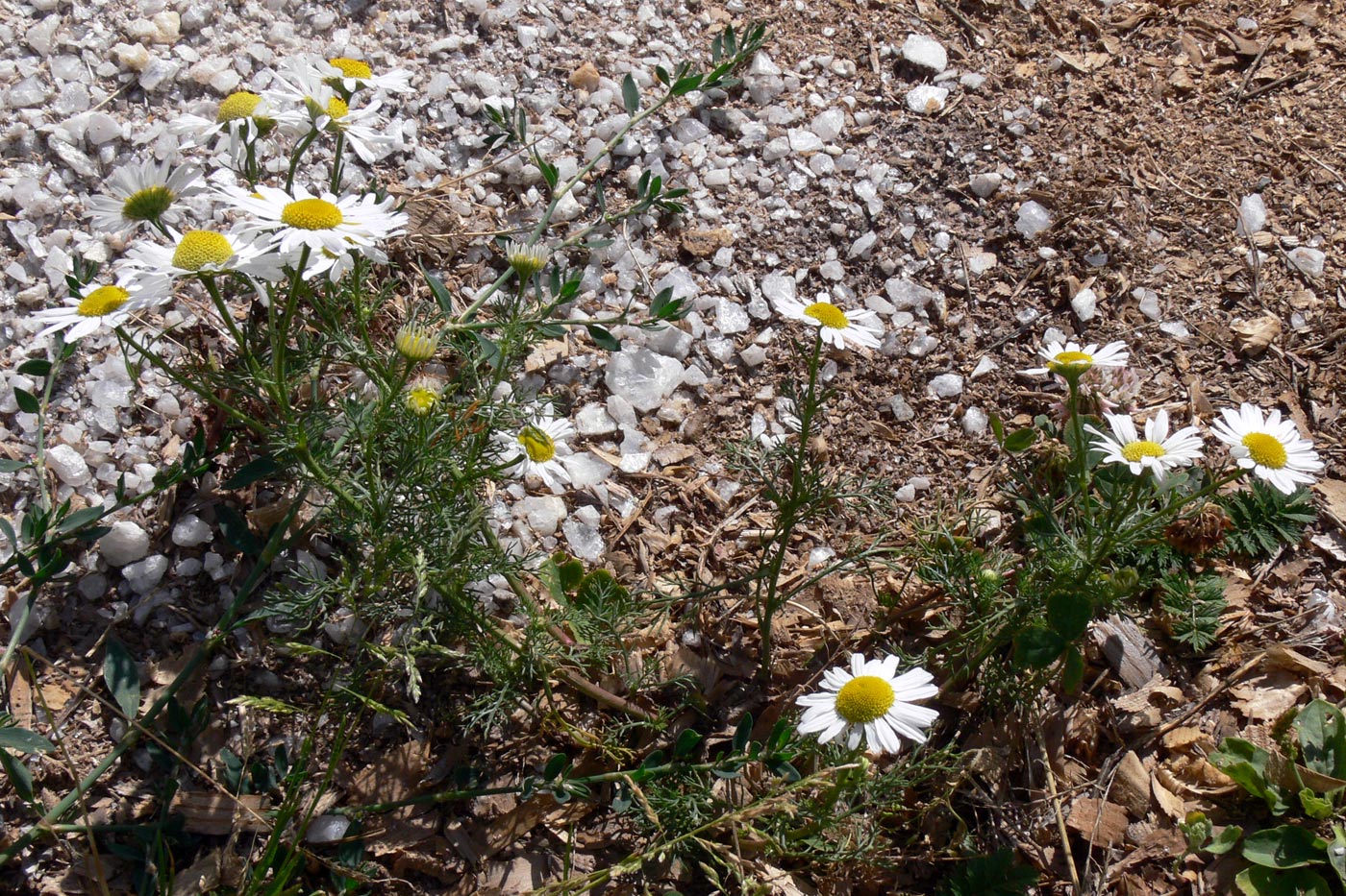 Изображение особи Tripleurospermum inodorum.