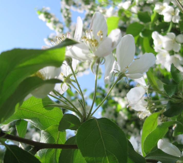 Image of Malus prunifolia specimen.