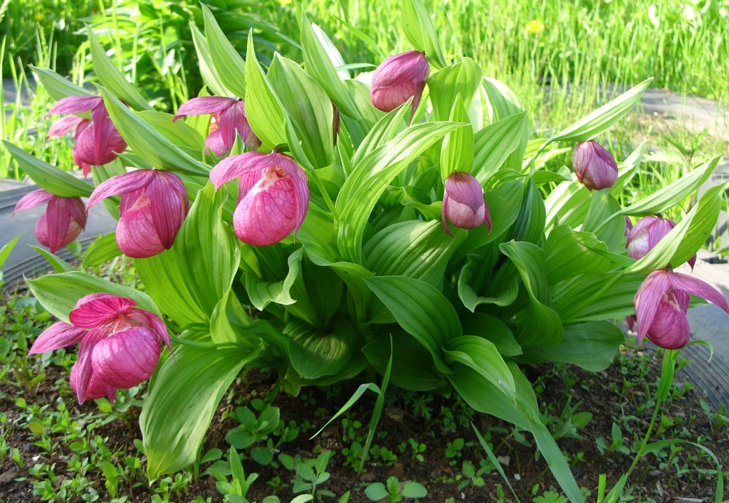 Башмачки в саду. Венерин башмачок - Cypripedium. Cypripedium macranthon. Башмачок macranthos. Башмачок крупноцветковый (Cypripedium macranthon SW.),.