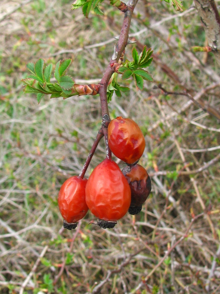 Изображение особи Rosa canina.