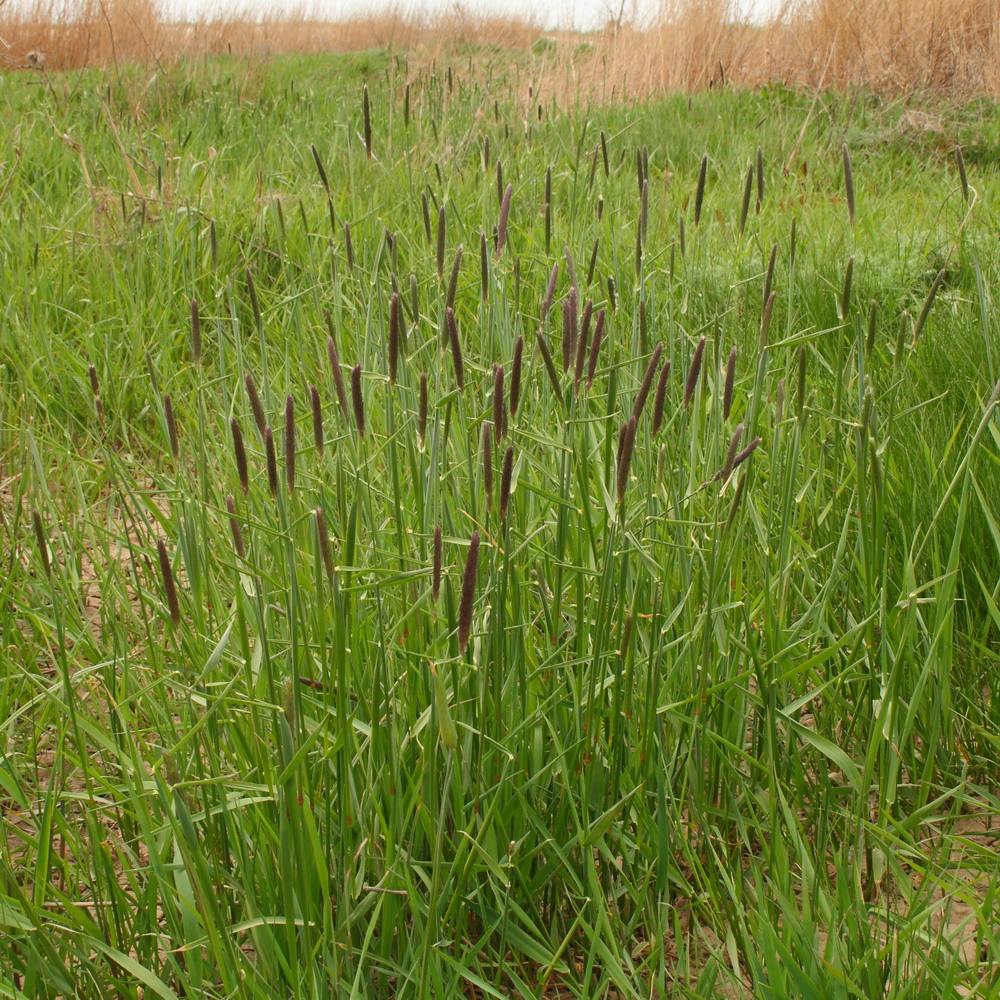 Image of Alopecurus arundinaceus specimen.