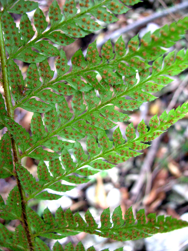 Image of Polystichum setiferum specimen.