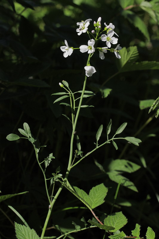 Изображение особи Cardamine dentata.