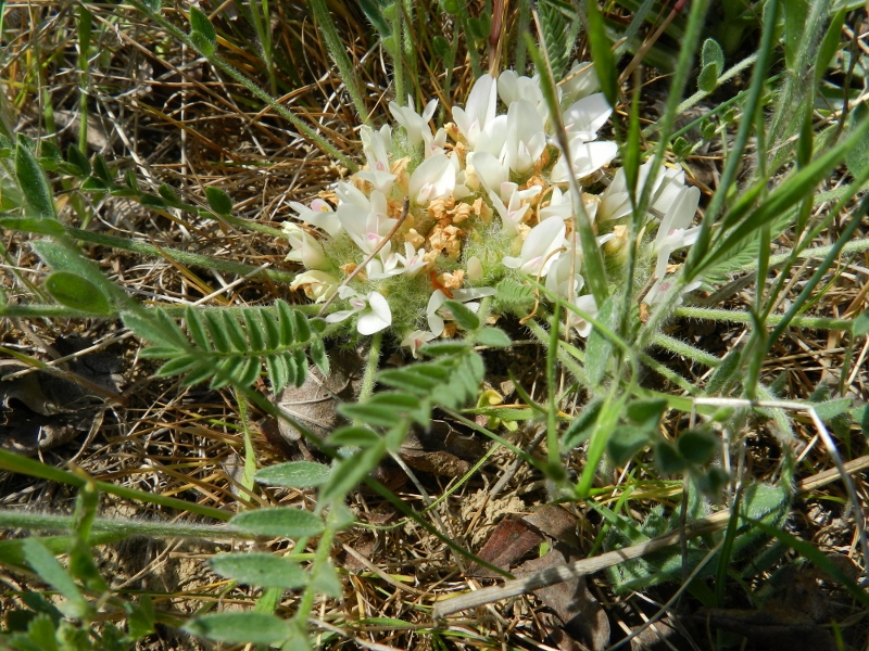 Image of Astragalus dolichophyllus specimen.