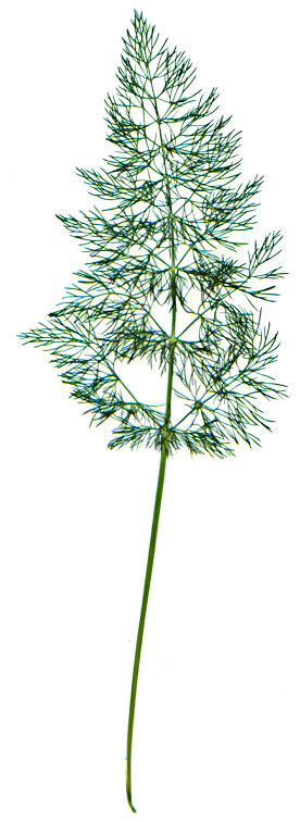 Image of Foeniculum vulgare specimen.