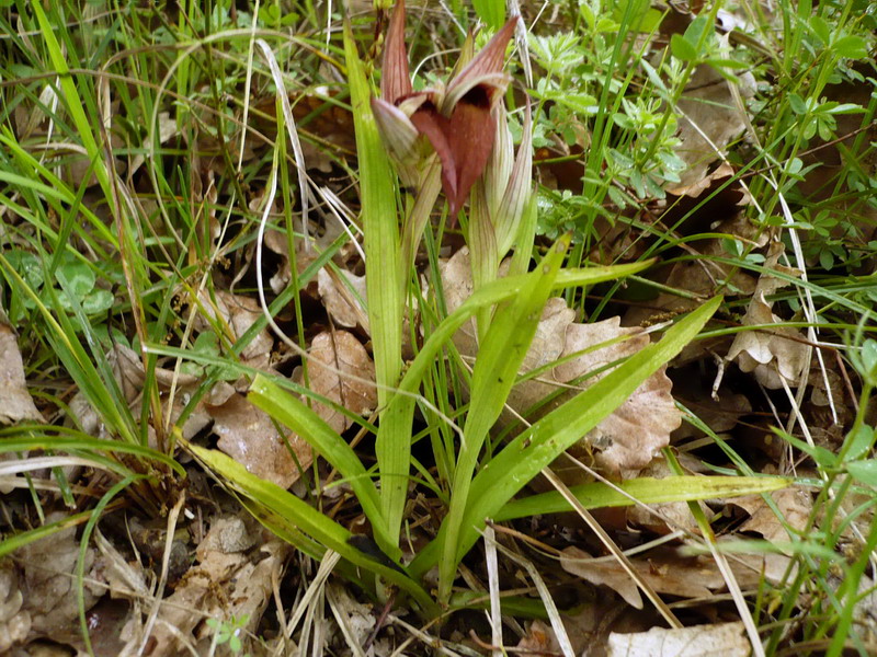 Image of Serapias orientalis ssp. feldwegiana specimen.